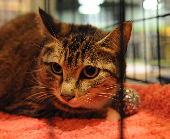 A cat available for adoption peers out of his cage Tuesday, Feb. 26, 2013. Project Purr runs a kiosk in the Mall of Louisiana from 5:30-8:30 every weekday.
 