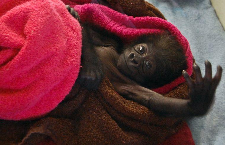 In this Friday, Feb. 15, 2013, photo, Cindy a seventeen day old female baby gorilla reaches into the air at the Gladys Porter Zoo in Brownsville, Texas. The gorilla born last month at a South Texas zoo has been ignored by her mother so the animal will be sent to an Ohio zoo and introduced to a new troop. (AP Photo/The Brownsville Herald, Christian Rodriguez)
 