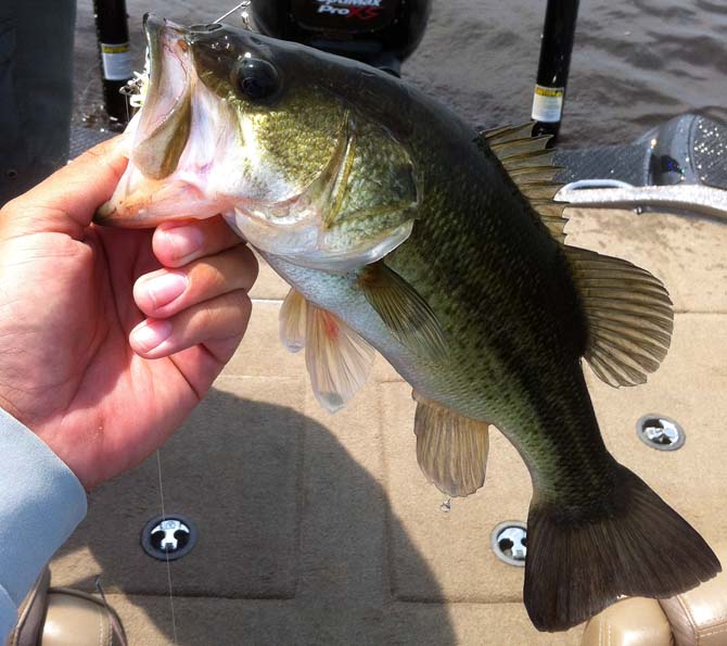 The minimum size limit of bass is considered being dropped. The previous limit, which was 14 inches, has been in place for 20 years.
 