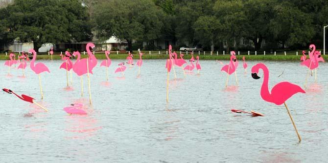 Wooden flamingos stand Jan. 12, 2013 in University Lake.
 