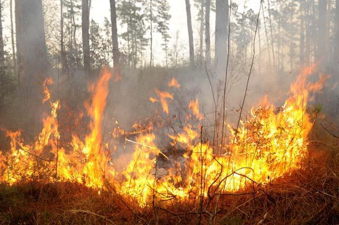 A fire line burns Thursday, Feb. 28, 2013, at the Bob R. Jones Idlewild Agricultural Experiment Station. Students in RNR 4032, Forest Fire Protection and Use, learn how to use prescribed burning for wildfire control.
 