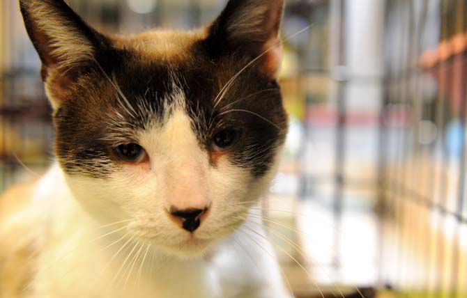 A cat available for adoption peers out of his cage Tuesday, Feb. 26, 2013. Project Purr runs a kiosk in the Mall of Louisiana from 5:30-8:30 every weekday.
 