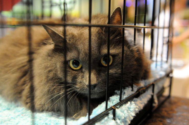 A cat available for adoption peers between kennel bars Tuesday, Feb. 26, 2013. Project Purr runs a kiosk in the Mall of Louisiana from 5:30-8:30 every weekday.
 