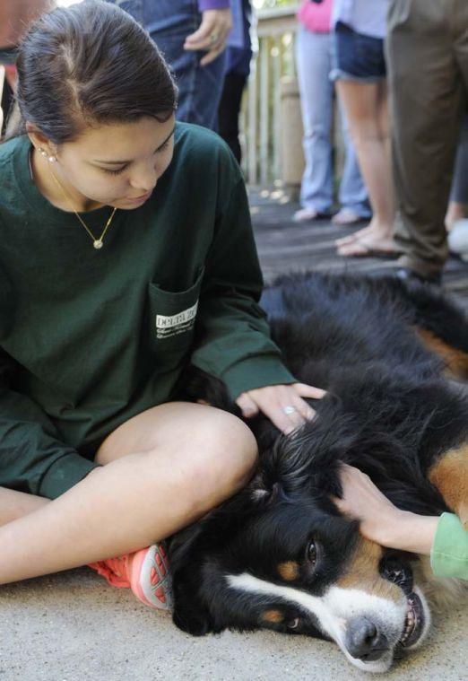 A Bernese Mountain dog interacts with students on the deck of Miller Hall. A group of dogs from Tiger H.A.T.S, a human animal therapy service, visited campus Tuesday, March 5, 2013, as part of a Residential Life program to relieve midterm stress.
 