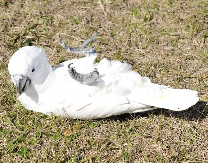 Student-run preserve aims to educate the public on wildlife