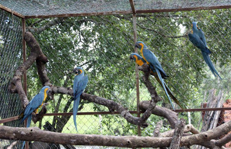 In this March 2013 photo released by the Noel Kempff Mercado Foundation, macaws perch on trunks inside a caged breeding center in the Amazon near the city of Trinidad, in the state of Beni, Bolivia. These birds are of the six endangered macaws flown from Britain to Bolivia in hopes that they can help save a species devastated by the trade in wild animals, international conservation experts said Tuesday, March 13, 2013. The birds, with blue wings and a yellow breast, arrived last week at the conservation center in northeastern Bolivia, close to their natural habitat, and the local Noel Kempff Foundation said it hopes to breed or release them. (AP Photo/Jose Diaz, Noel Kempff Mercado Foundation)
 