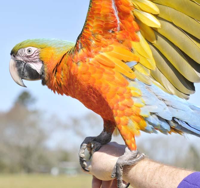 Cosmaux, a harlequin macaw, shows off his colorful feathers on March 6, 2013, at the Barn Hill Preserve in Ethel, La.
 