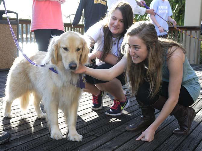 A group of dogs from Tiger H.A.T.S, a human animal therapy service, visited campus Tuesday, March 5, 2013, as part of a Residential Life program to relieve midterm stress.
 