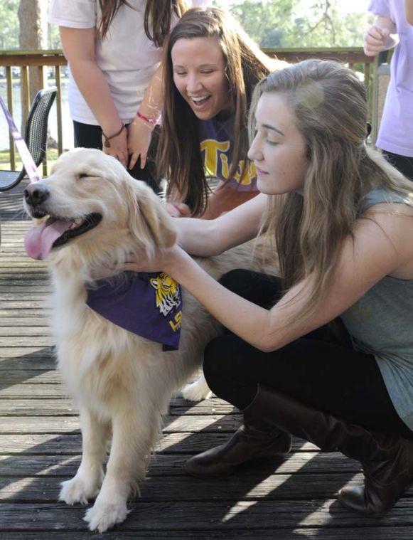 A group of dogs from Tiger H.A.T.S, a human animal therapy service, visited campus Tuesday, March 5, 2013, as part of a Residential Life program to relieve midterm stress.
 