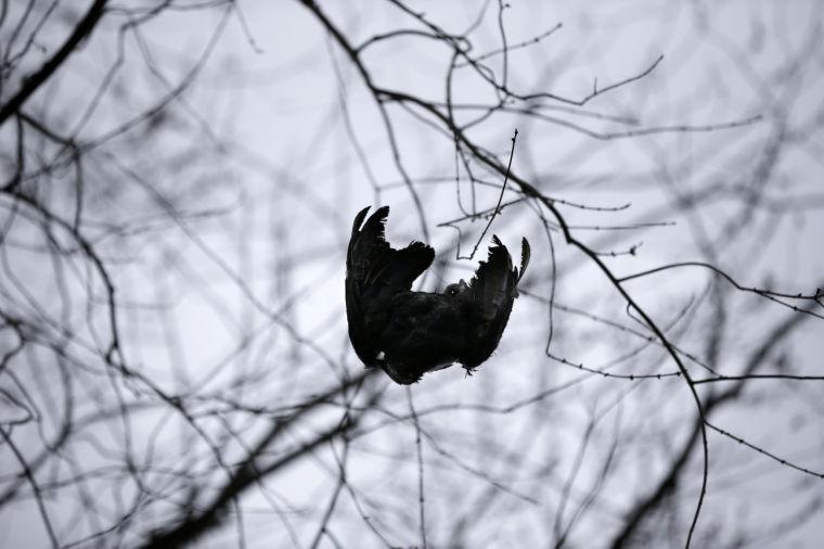 A black vulture carcass is hoisted up in a tree in Bridgewater, N.J., Monday, March 11, 2013, by United States Department of Agriculture Wildlife workers in a tried-and-true method of driving away flocks of damaging buzzards. (AP Photo/Mel Evans)
 