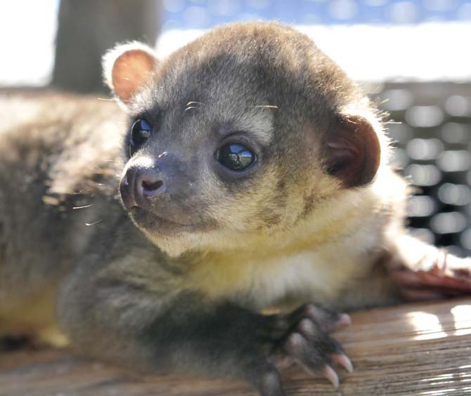 Student-run preserve aims to educate the public on wildlife