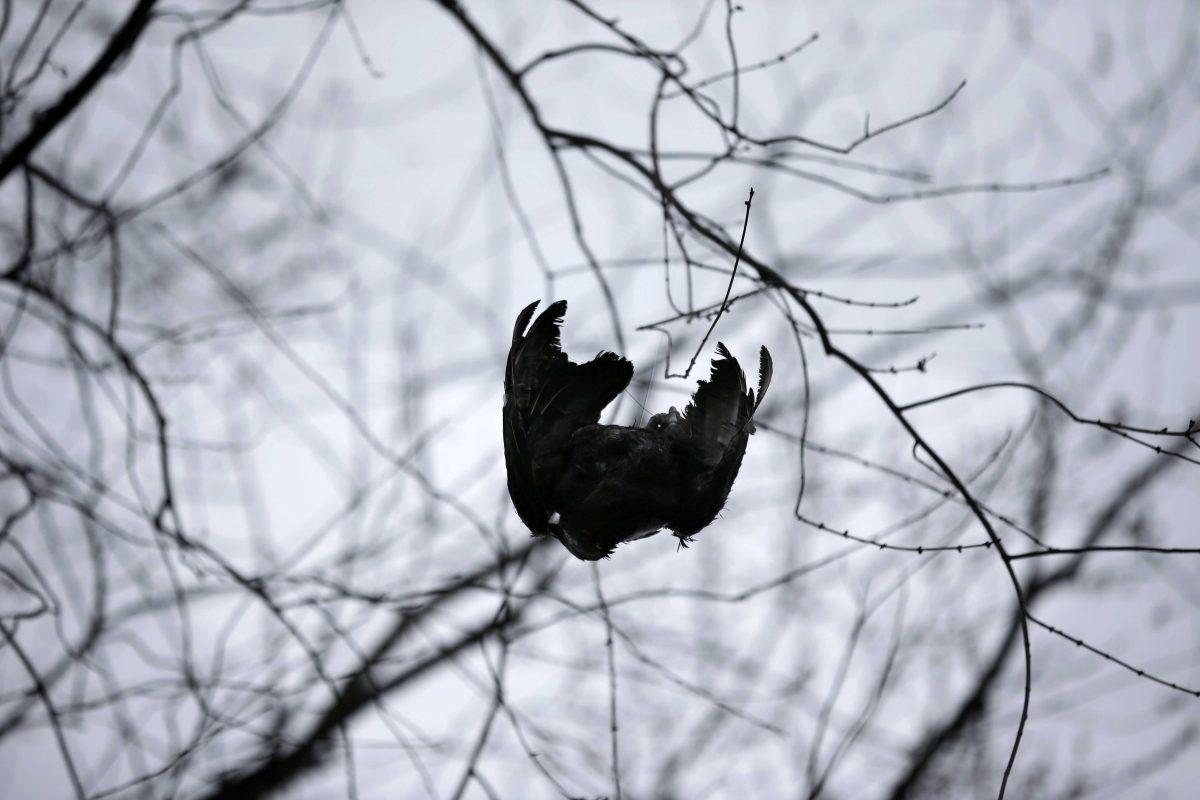 A black vulture carcass is hoisted up in a tree in Bridgewater, N.J., Monday, March 11, 2013, by United States Department of Agriculture Wildlife workers in a tried-and-true method of driving away flocks of damaging buzzards. (AP Photo/Mel Evans)