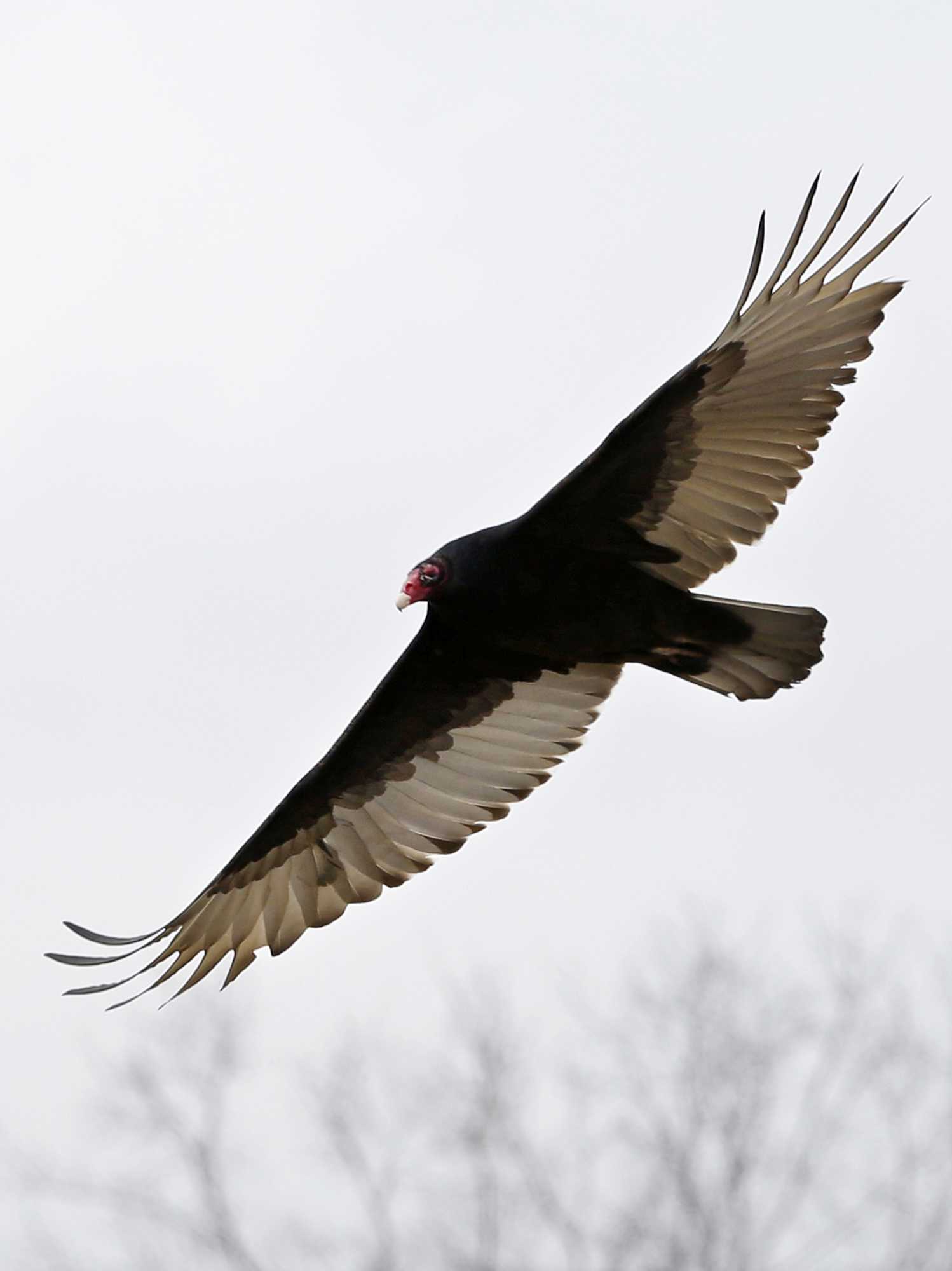 NJ stringing up dead birds to get rid of buzzards