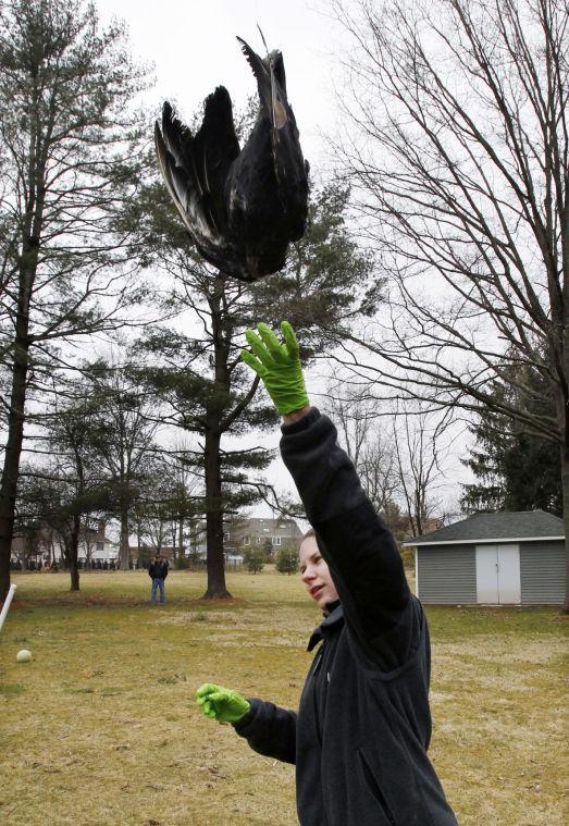 United States Department of Agriculture Wildlife Biologist Nicole Rein lifts a black vulture carcass in Bridgewater, N.J., Monday, March 11, 2013, as it is hoisted up in a tree in a tried-and-true method of driving away flocks of damaging buzzards. (AP Photo/Mel Evans)
 