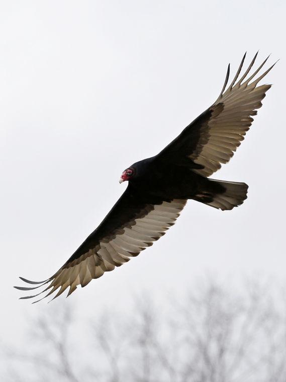 A Turkey Buzzard flies over farm fields in West Amwell, N.J., Monday, March 11, 2013. Large numbers of buzzards have been roosting in neighborhoods recently causing complaints. In Bridgewater Monday, wildlife officers hoisted a vulture's carcass into a tree in a tried-and-true method of driving away flocks of damaging buzzards. (AP Photo/Mel Evans)
 