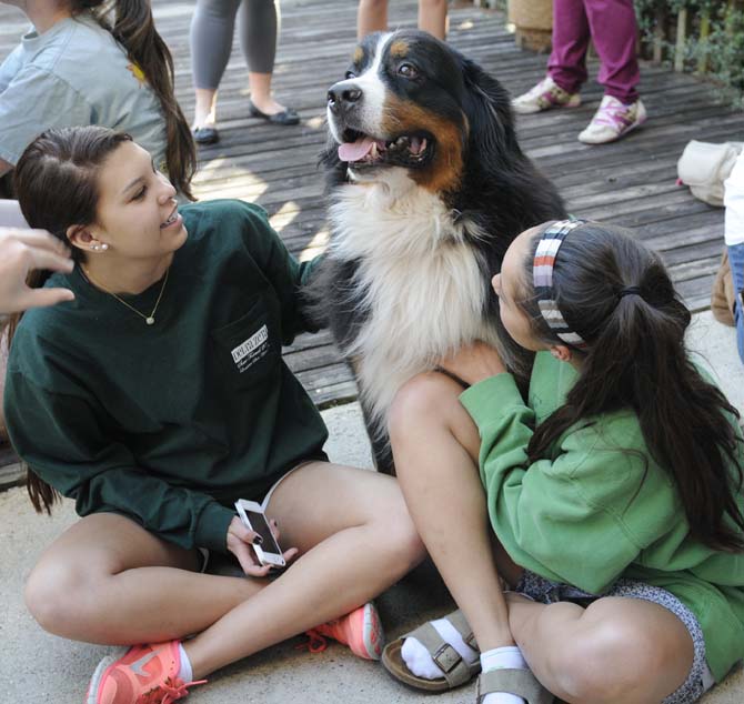 Students play with a Bernese Mountain dog on the deck of Miller Hall. A group of dogs from Tiger H.A.T.S, a human animal therapy service, visited campus Tuesday, March 5, 2013, as part of a Residential Life program to relieve midterm stress.
 