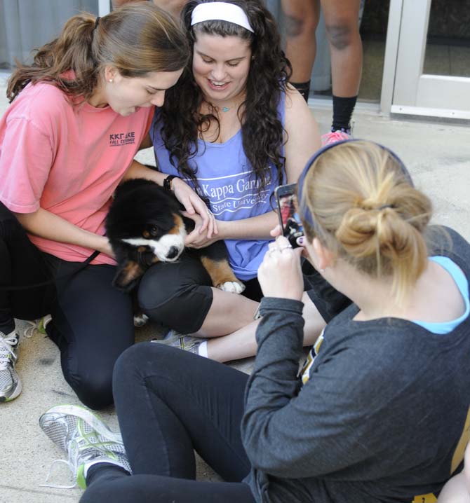 Students play with a Bernese Mountain dog puppy on the deck of Miller Hall. A group of dogs from Tiger H.A.T.S, a human animal therapy service, visited campus Tuesday, March 5, 2013, as part of a Residential Life program to relieve midterm stress.
 