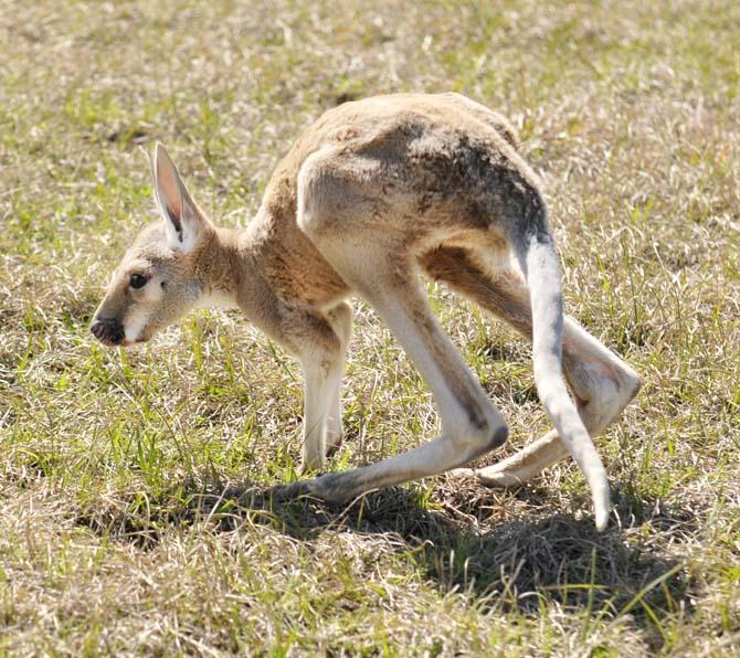 Student-run preserve aims to educate the public on wildlife