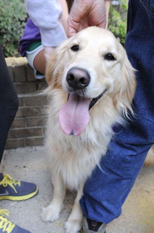 A group of dogs from Tiger H.A.T.S, a human animal therapy service, visited campus Tuesday, March 5, 2013, as part of a Residential Life program to relieve midterm stress.
 