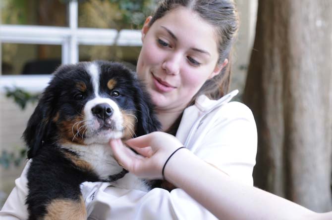 Hailey Caldwell, mass communication freshman, plays with a Bernese Mountain dog puppy on the deck of Miller Hall. A group of dogs from Tiger H.A.T.S, a human animal therapy service, visited campus Tuesday, March 5, 2013, as part of a Residential Life program to relieve midterm stress.
 