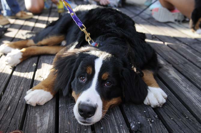 A Bernese Mountain dog spreads out on the deck of Miller Hall. A group of dogs from Tiger H.A.T.S, a human animal therapy service, visited campus Tuesday, March 5, 2013, as part of a Residential Life program to relieve midterm stress.
 