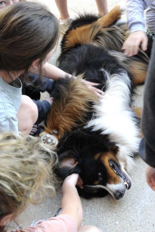 Students play with a Bernese Mountain dog on the deck of Miller Hall. A group of dogs from Tiger H.A.T.S, a human animal therapy service, visited campus Tuesday, March 5, 2013, as part of a Residential Life program to relieve midterm stress.
 