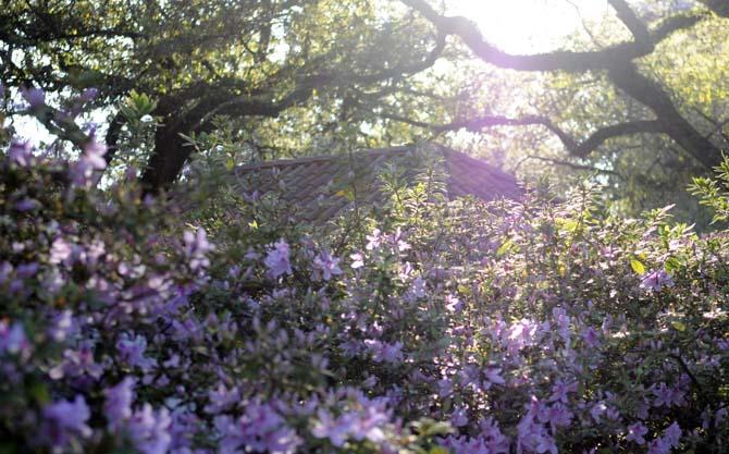 Sunlight shines through azalea bushes near the Union Monday, March 11, 2013.
 