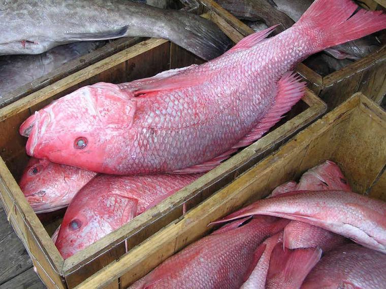 Red snapper caught by commercial fishermen await shipment.
 