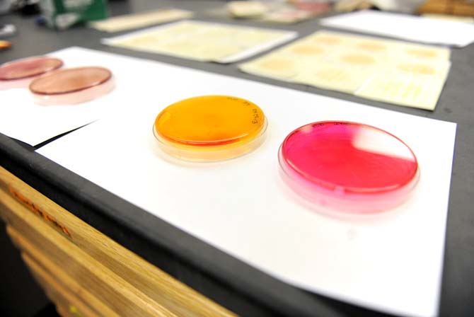 Petri dishes containing cultures of bacteria grown from samples taken from table tennis balls that were used in games of beer pong are displayed together Saturday, April 27, 2013 in the LSU Ag Chemistry Laboratory.
 