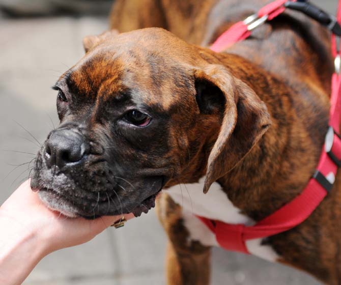 Marco the boxer enjoys the crowds at Festival International de Louisiane April 27, 2013, in Lafayette, La.
 