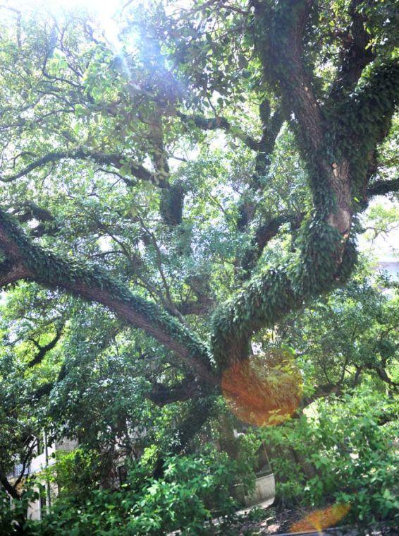 The Bicentennial Oak provides dappled sunlight Thursday, April 25, 2013 outside Hodges Hall.
 