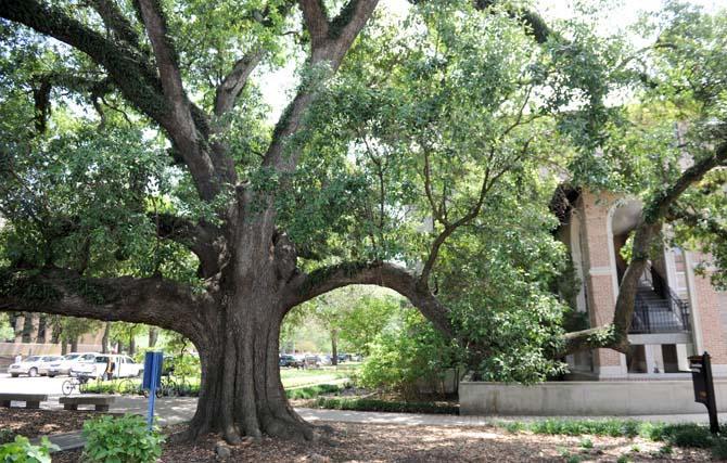 The Bicentennial Oak provides dappled sunlight Thursday, April 25, 2013 outside Hodges Hall.