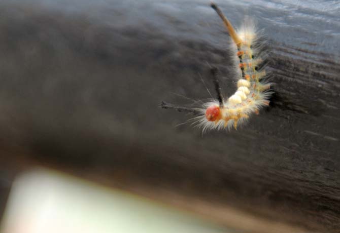 A caterpillar clings to a handrail Tuesday, April 23, 2013 underneath a tree near Mike the Tiger's habitat.