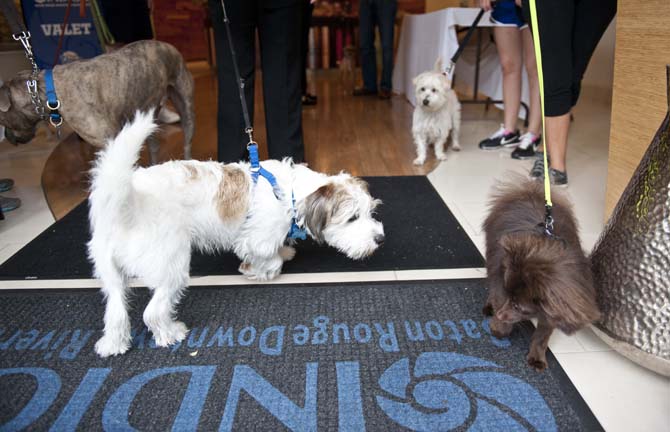 Multiple dogs curiously wander around Wednesday, June 19, 2013 in the Indigo Hotel in downtown Baton Rouge.
 