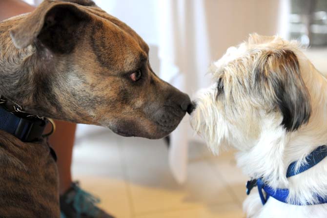 Hayes, a three-year-old pit bull (left) and Huey, a three-year-old terrier mix (right) curiously sniff each other Wednesday, June 19, 2013 at the Indigo Hotel in downtown Baton Rouge.
 