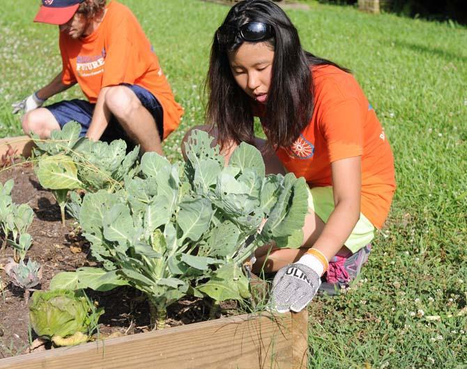 Daphne Chang, Mount Holyoke student, removes weeds from a community garden on 16th Street in Baton Rouge June 11, 2013. As part of Ride for the Future, she, along with six other students from around the country, are biking the 350 miles from New Orleans to Houston to raise climate change awareness.
 