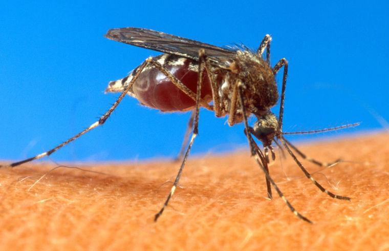 This undated handout file photo provided by the Agriculture Department shows an aedes aegypti mosquito on human skin. Old mosquitoes usually spread disease, so Australian researchers figured out a way to make the pests die younger - naturally, not poisoned. Scientists have been racing to genetically engineer mosquitoes to become resistant to diseases like malaria and dengue fever that plague millions around the world, as an alternative to mass spraying of insecticides. (AP Photo/USDA, File)
 