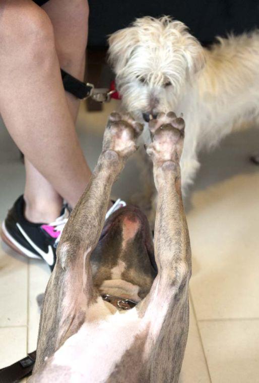 Hayes, a three-year-old pit bull reaches out to Blitz, a two-year-old wire haired terrier Wednesday, June 19, 2013 at the Indigo Hotel in downtown Baton Rouge.
 