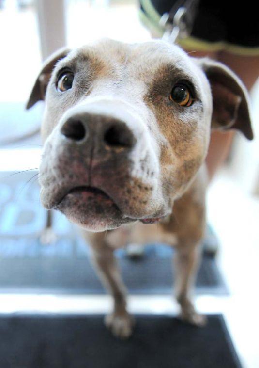 Hayes, a three-year-old pit bull, leans forward on his leash Wednesday, June 19, 2013 at the Indigo Hotel in downtown Baton Rouge.
 