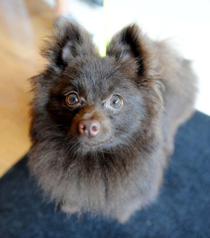 Louie, a one-year-old pomeranian, patiently sits Wednesday, June 19, 2013 at the Indigo Hotel in downtown Baton Rouge.
 