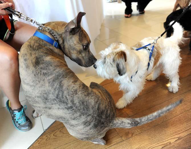 Hayes, a three-year-old pit bull (left) and Huey, a three-year-old terrier mix (right) curiously sniff each other Wednesday, June 19, 2013 at the Indigo Hotel in downtown Baton Rouge.
 