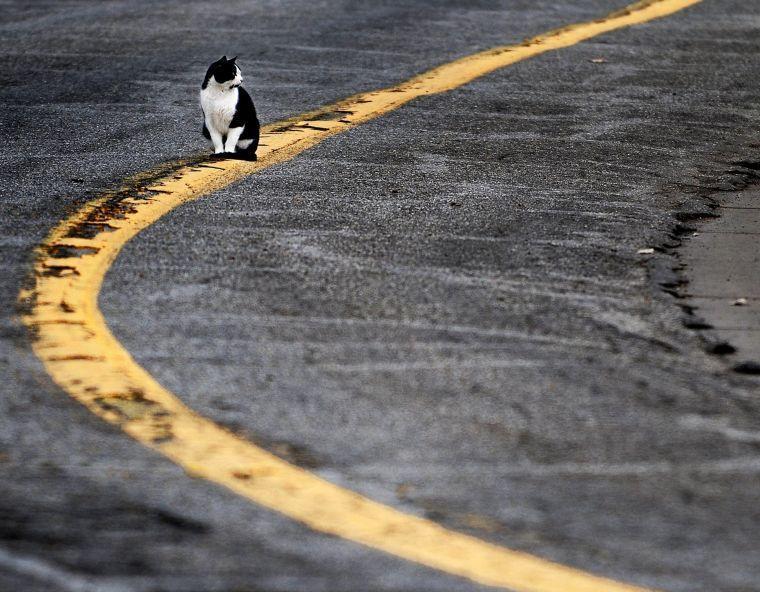 A cat sits on a painted road stripe Jan. 24 in Salina, Kan. The Capital Area Animal Welfare Society recently received a $5,000 and is using some of the money for controlling Baton Rouge&#8217;s feral cat population through spays and neuters.