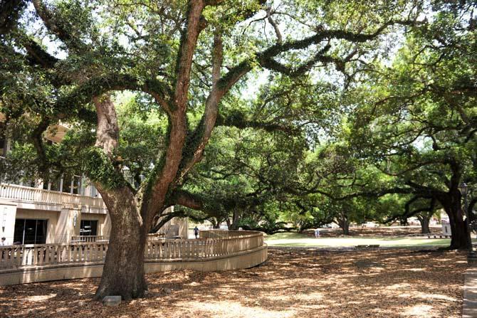 Oak trees provide dappled sunlight in Memorial Oak Grove, which was dedicated in 1926 for the memory of fallen soldiers in World War I.