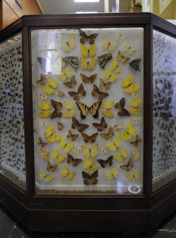 Butterflies are preserved in the LSU Museum of Natural Science in 119 Foster Hall.