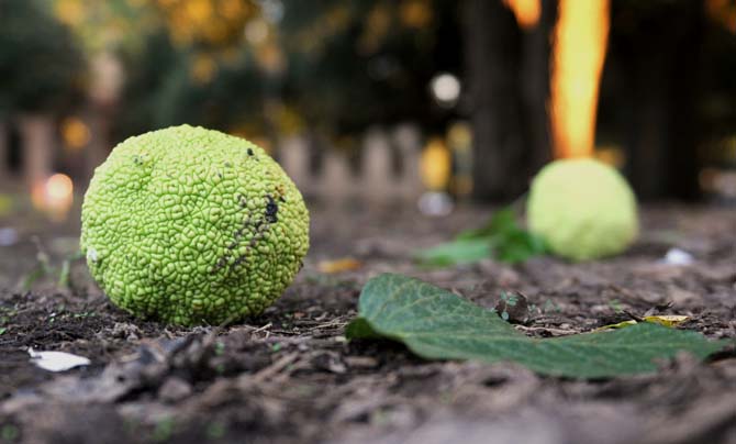 Hedge balls fall from LSU Hedge trees on campus Wednesday, Sept. 25, 2013