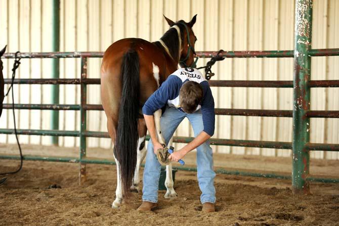 LSU animal science sophomore, Phillip Stelly, grooms Shaylah Tuesday, Sept. 10, 2013 during a Horsemanship course offered through LSU at the BREC Farr Park.