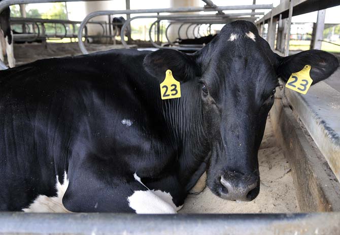 The LSU AgCenter and University's separate dairy programs are consolidating, which reduces the number of cows and teaching opportunities at the farm on Gourrier Ave.