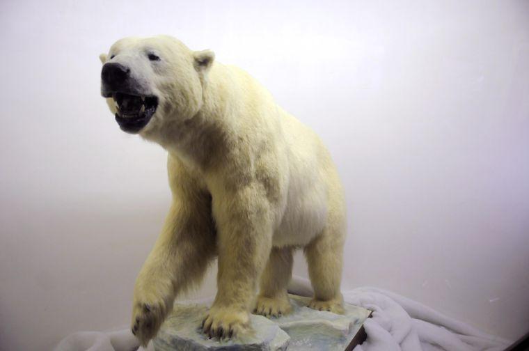 A polar bear is displayed at the LSU Museum of Natural Science located in 119 Foster Hall.