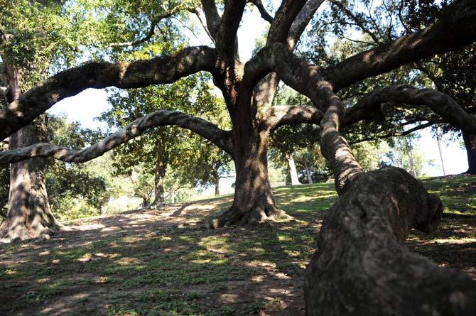 An Oak tree basks in the sunlight Saturday, Sept. 28, 2013 at the Raising Cane's Dog Park.