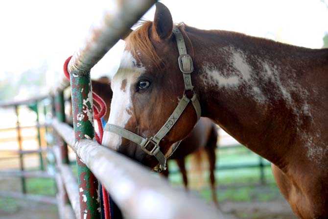 One of BREC's Farr Park's own, Fox, gets groomed Tuesday, Sept. 10, 2013 by LSU students who are attending a horsemanship class.